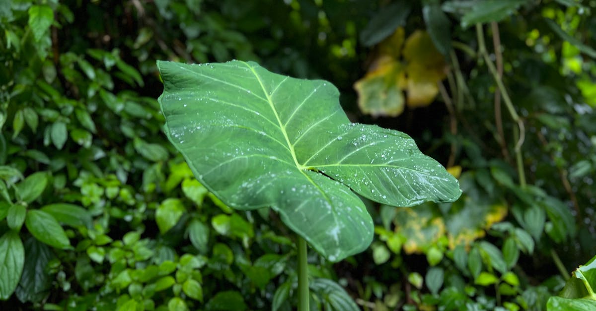 entdecken sie den braun phonosuper sk 4, ein ikonisches vintage-radio mit klassischem design und hervorragender klangqualität für audiophilie-enthusiasten.