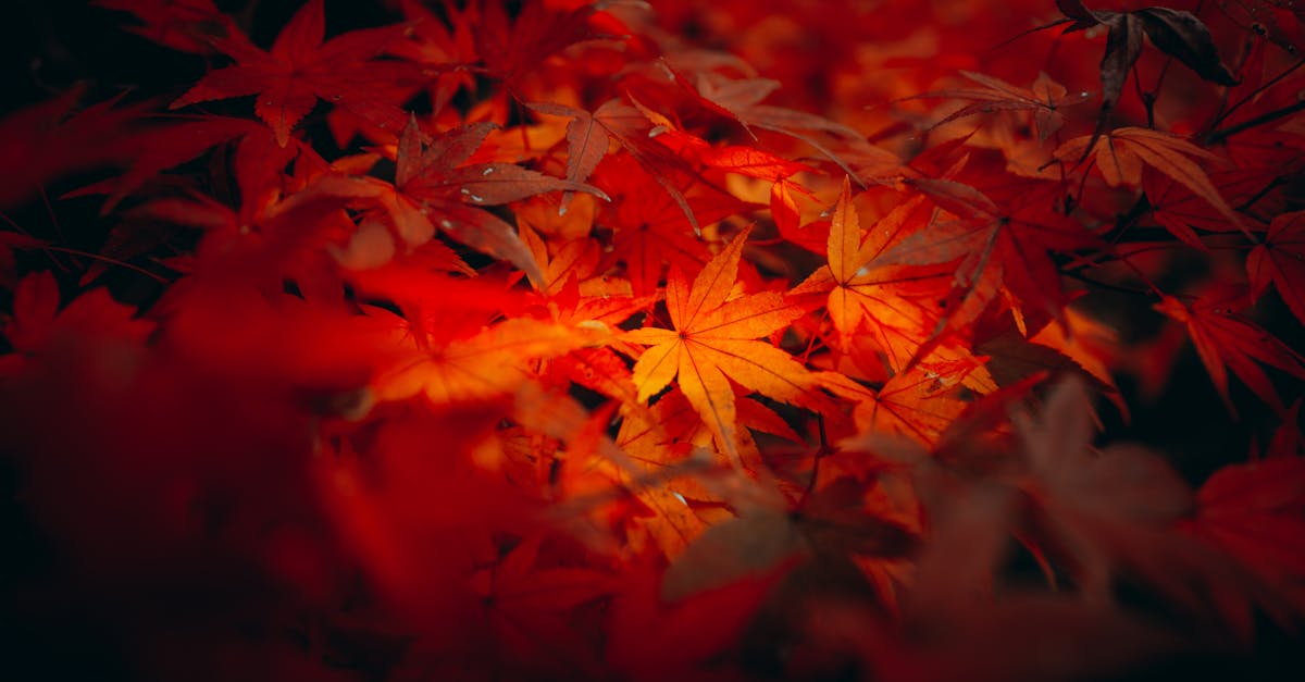 die leica m3 ist eine legendäre kleinbild-spiegelreflexkamera, bekannt für ihre herausragende bildqualität und präzise mechanik – ein klassiker für fotografie-enthusiasten.