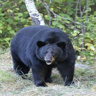 black bear gebraucht kaufen