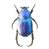 scarab gebraucht kaufen