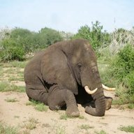 somalia elephant gebraucht kaufen