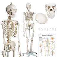 skelett modell gebraucht kaufen