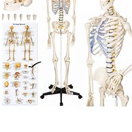 menschliches skelett gebraucht kaufen
