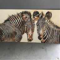 zebra bild gebraucht kaufen