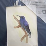 aquarell vogel gebraucht kaufen