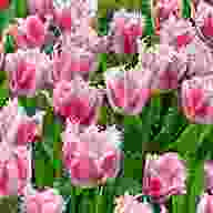tulipe boch gebraucht kaufen