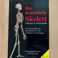 menschliches skelett gebraucht kaufen