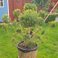 bonsai indoor gebraucht kaufen
