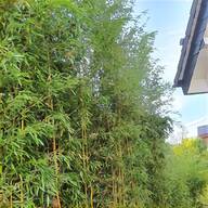 bambus pflanzen garten gebraucht kaufen
