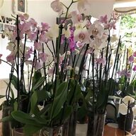 orchideen vase gebraucht kaufen