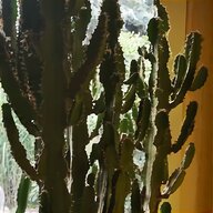 großer kaktus gebraucht kaufen