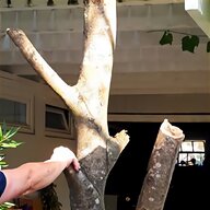 bonsai wald gebraucht kaufen
