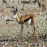 gazelle impala gebraucht kaufen