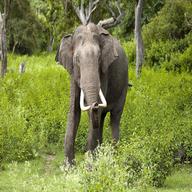 indischer elefant gebraucht kaufen