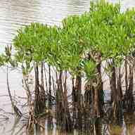 mangrove gebraucht kaufen