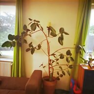 bonsai ficus gebraucht kaufen