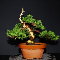 großer bonsai gebraucht kaufen
