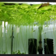 wasserpflanzen aquariumpflanzen gebraucht kaufen