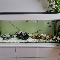 juwel aquarium rio 240 gebraucht kaufen