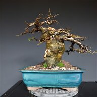 großer bonsai gebraucht kaufen