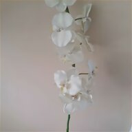 große orchideen gebraucht kaufen