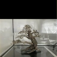 japanischer bonsai gebraucht kaufen