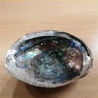 abalone shell gebraucht kaufen