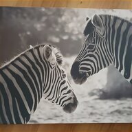 zebra bild gebraucht kaufen