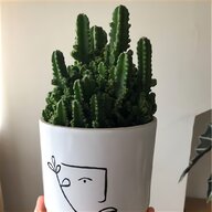 mini kaktus gebraucht kaufen