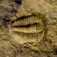 trilobit fossil gebraucht kaufen