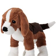 beagle hund gebraucht kaufen