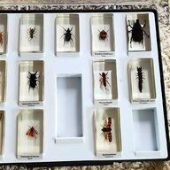 insekten schaukasten gebraucht kaufen