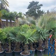 palme kunstpalme gebraucht kaufen