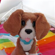 beagle hund gebraucht kaufen