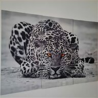 afrika leopard gebraucht kaufen