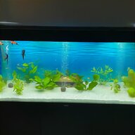 aquarium algen gebraucht kaufen