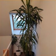 zimmerpflanze palme gebraucht kaufen