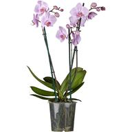 orchidee gebraucht kaufen