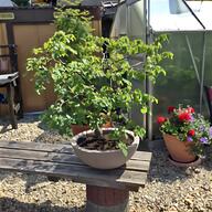 bonsai outdoor gebraucht kaufen