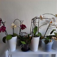orchideen topf gebraucht kaufen