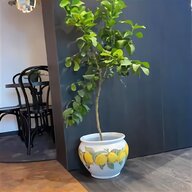 bonsai baume gebraucht kaufen