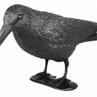vogel schwarz gebraucht kaufen