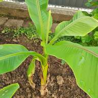 bananen pflanze gebraucht kaufen