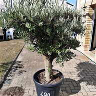olivenbaum pflanzen gebraucht kaufen