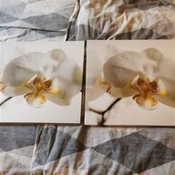 orchideen bilder gebraucht kaufen