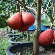 mango pflanze gebraucht kaufen