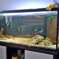 aquarium holz gebraucht kaufen