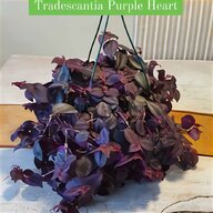 purple heart gebraucht kaufen