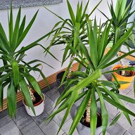 yucca palme gebraucht kaufen