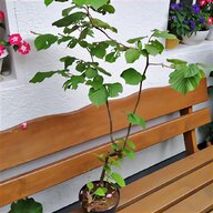 bonsai garten gebraucht kaufen